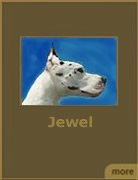 Our Dogs 3