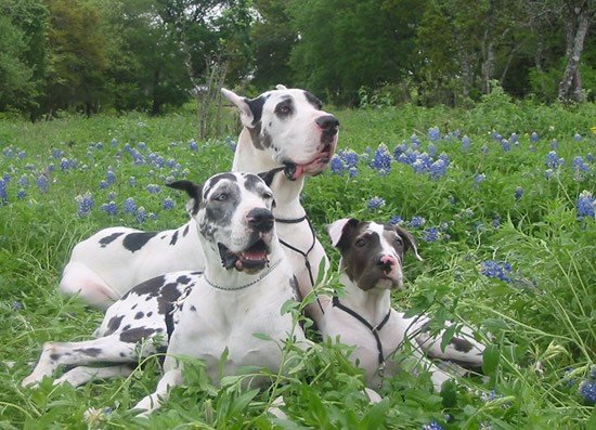 our_dogs_lex01