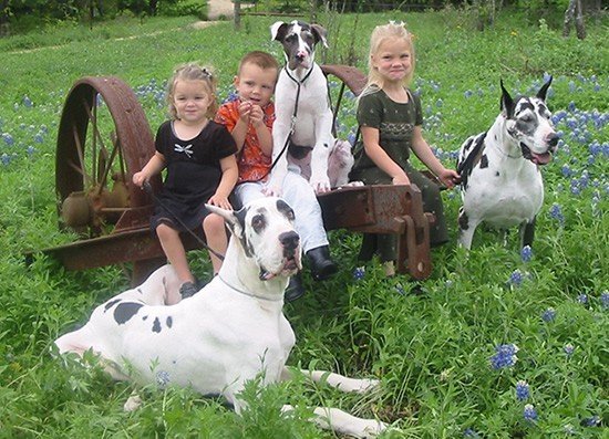 our_dogs_lex02