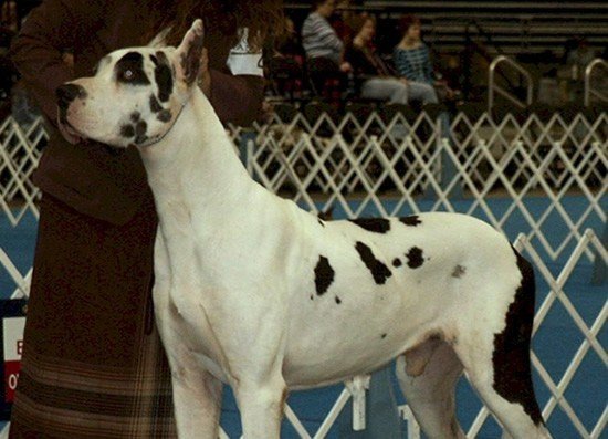 our_dogs_lex03