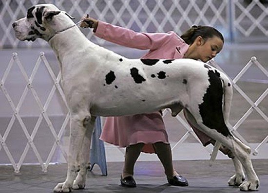 our_dogs_lex04