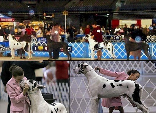 our_dogs_lex05