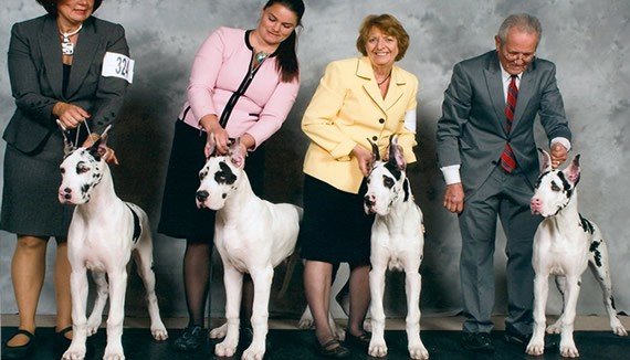 our dogs6
