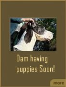Our Dogs 3