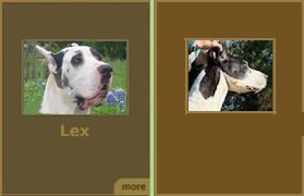 Our Dogs Group 1