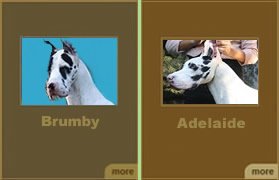 Our Dogs Group 1