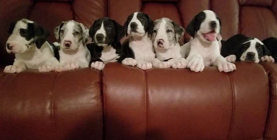 recent puppies